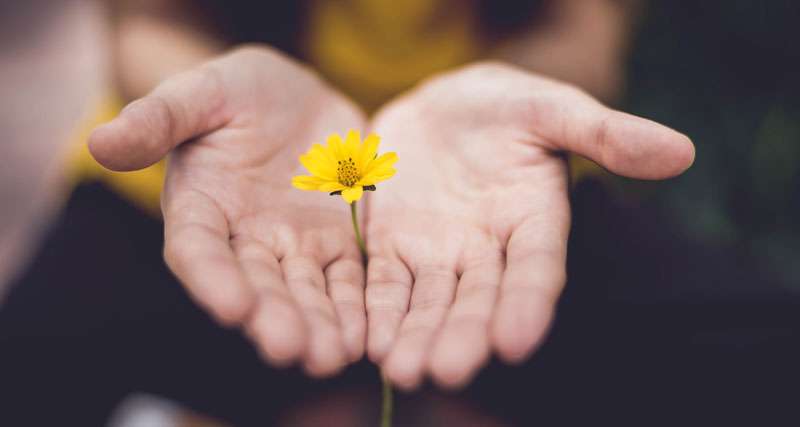 hands holding a flower for meditation