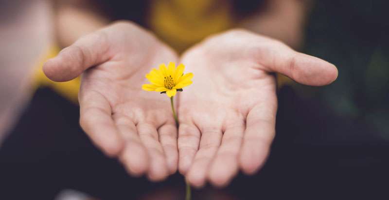 Hands holding a flower