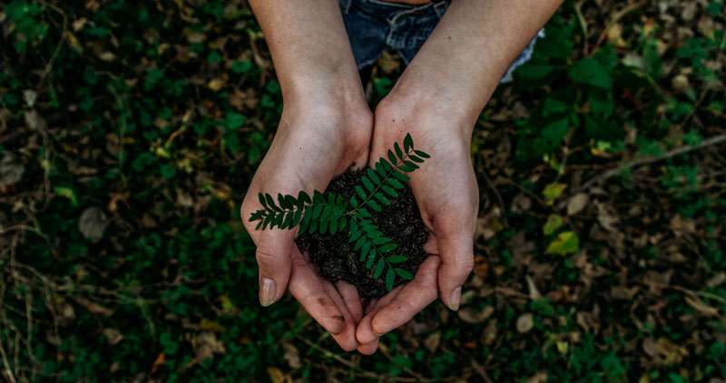 hands holding plant on soil