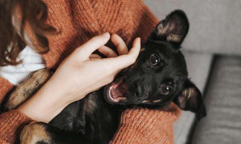 girl playing with a pet