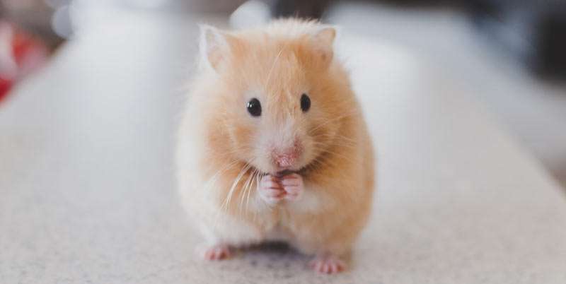 hamster eating