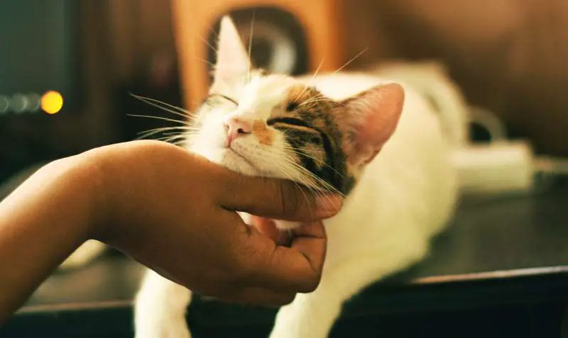 stroking a cat