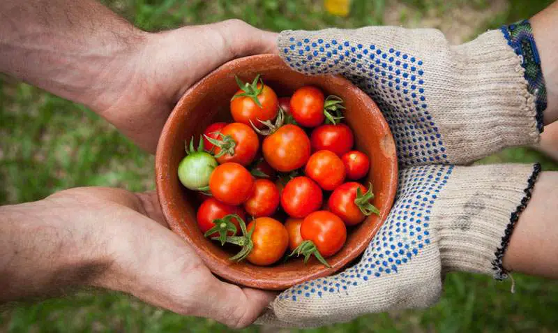 tomatoes being given to someone