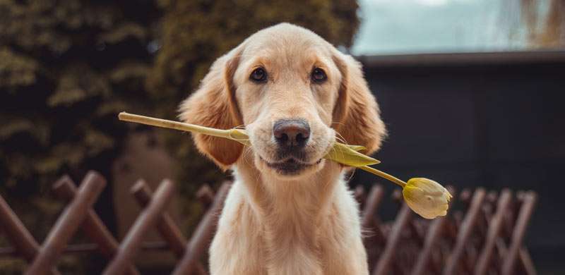 Labrador bringing a birthday gift.